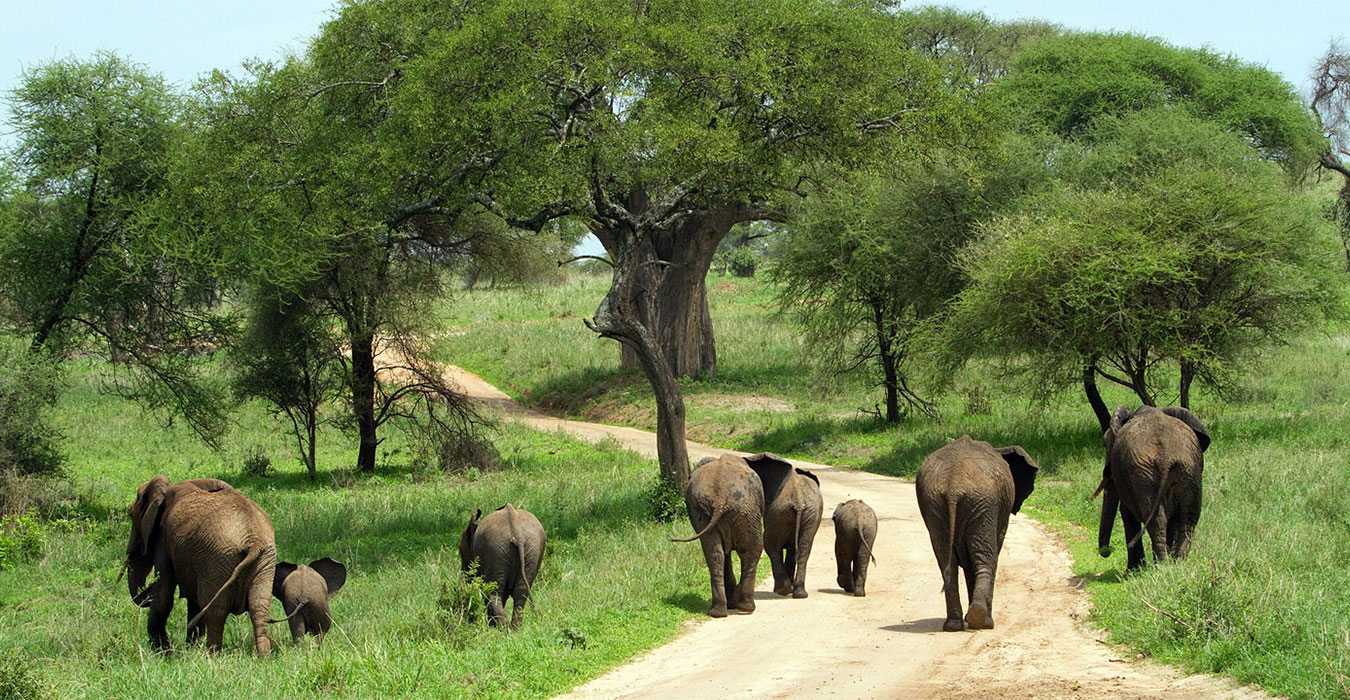 Tarangire